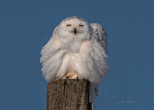 Le harfang des neiges