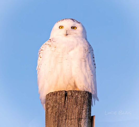 Le harfang des neiges...suite