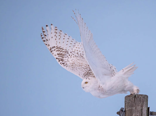 Le harfang des neiges en résumé